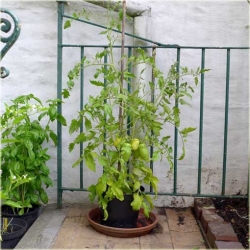 Nasiona Pomidor Roman szt.5 Nxx23