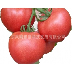 Nasiona Pomidor Anti Virus szt.5 N27