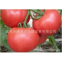 Nasiona Pomidor Anti Virus szt.5 Nxx27