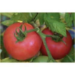 Nasiona Pomidor Anti Virus szt.5 Nxx27