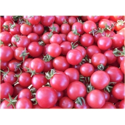 Nasiona Pomidor Anti Virus szt.5 Nxx27