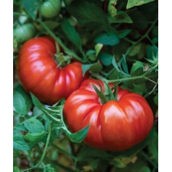 Nasiona Pomidor duży Super Steak czerw szt.6 Nxx713
