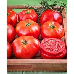 Nasiona Pomidor duży Super Steak czerw szt.6 Nxx713