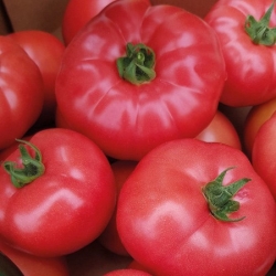 Nasiona Pomidor duży Super Steak czerw szt.6 Nxx713