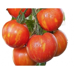 Nasiona Pomidor Tigerella łaciaty super smaczny nowość szt.5 N467