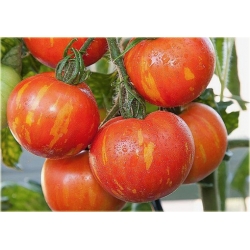 Nasiona Pomidor Tigerella łaciaty szt.5 Nxx467