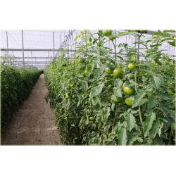 Nasiona Pomidor Tigerella łaciaty szt.5 Nxx467