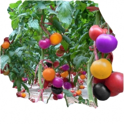 Nasiona Pomidor Tęcza szt.5 N9