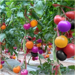 Nasiona Pomidor Tęcza szt.5 Nxx9