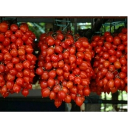 Nasiona Pomidor Piennolo Del Vesuvio szt.6 Nxx711