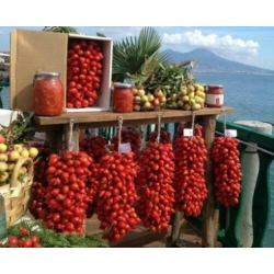 Nasiona Pomidor Piennolo Del Vesuvio szt.6 Nxx711