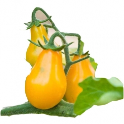 Nasiona Pomidor żółty gruszkowy duży szt.5 N264