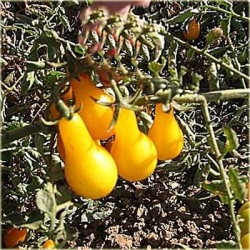 Nasiona Pomidor żółty gruszkowy szt.5 Nxx264