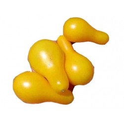 Nasiona Pomidor żółty gruszkowy szt.10 N140