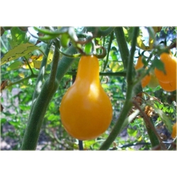 Nasiona Pomidor żółty gruszka szt.10 Nxx140