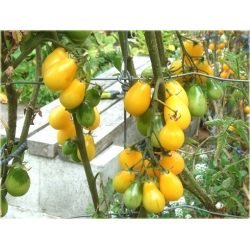 Nasiona Pomidor żółty gruszka szt.10 Nxx140