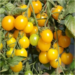 Nasiona Pomidor żółty koktajlowy szt.5 Nxx139