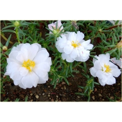 Nasiona Portulaka biała szt.5 Nxx600