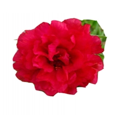 Nasiona Portulaka balkonowa czerwona szt.5 N599