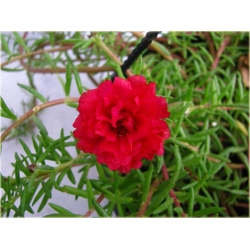 Nasiona Portulaka czerwona szt.5 Nxx599