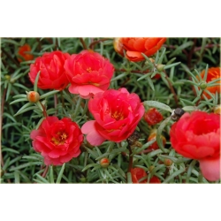 Nasiona Portulaka czerwona szt.5 Nxx599