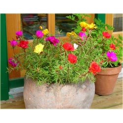 Nasiona Portulaka czerwona szt.5 Nxx599