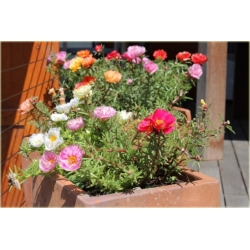 Nasiona Portulaka czerwona szt.5 Nxx599