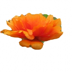 Nasiona Portulaka balkonowa pomarańczowa szt.5 N597