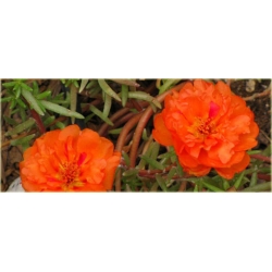Nasiona Portulaka pomarańczowa szt.5 Nxx597