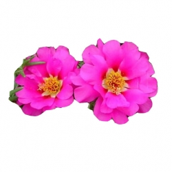 Nasiona Portulaka balkonowa różowa szt.5 N598