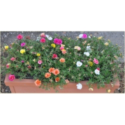 Nasiona Portulaka różowa szt.5 Nxx598