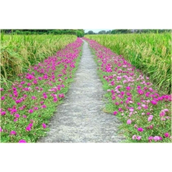 Nasiona Portulaka różowa szt.5 Nxx598