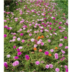 Nasiona Portulaka różowa szt.5 Nxx598