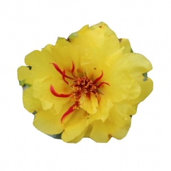 Nasiona Portulaka balkonowa żółta szt.5 N596