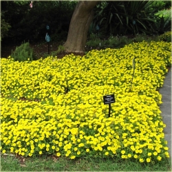 Nasiona Portulaka balkonowa żółta szt.5 Nxx596