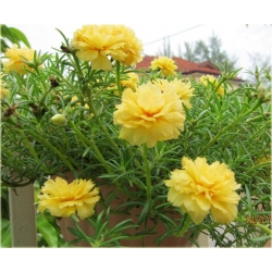 Nasiona Portulaka balkonowa żółta szt.5 Nxx596