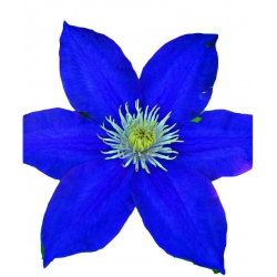 Nasiona Powojnik ciemnoniebieski szt.5 N560