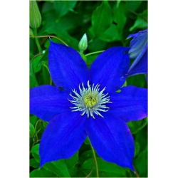 Nasiona Powojnik ciemnoniebieski szt.5 Nxx560