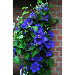 Nasiona Powojnik ciemnoniebieski szt.5 Nxx560