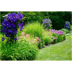 Nasiona Powojnik ciemnoniebieski szt.5 Nxx560