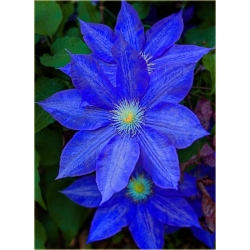 Nasiona Powojnik ciemnoniebieski szt.5 Nxx560
