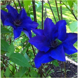 Nasiona Powojnik ciemnoniebieski szt.5 Nxx560