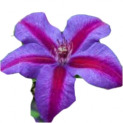Nasiona Powojnik fioletowy różowe pasy szt. 5 N557