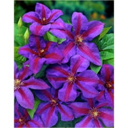 Nasiona Powojnik fioletowo różowy szt. 5 Nxx557