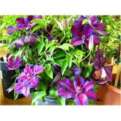 Nasiona Powojnik fioletowo różowy szt. 5 Nxx557