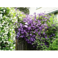 Nasiona Powojnik fioletowo różowy szt. 5 Nxx557