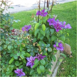 Nasiona Powojnik fioletowo różowy szt. 5 Nxx557