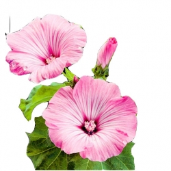 Nasiona Powój mix szt.5 N96