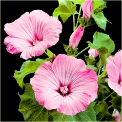 Nasiona Powój mix szt.5 Nxx96