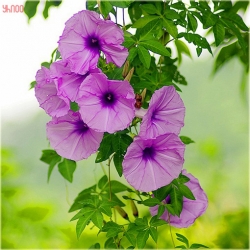 Nasiona Powój mix szt.5 Nxx96